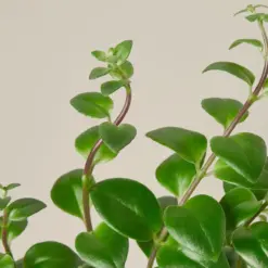 Lipstick Plant Classic
