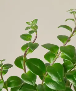 Lipstick Plant Classic