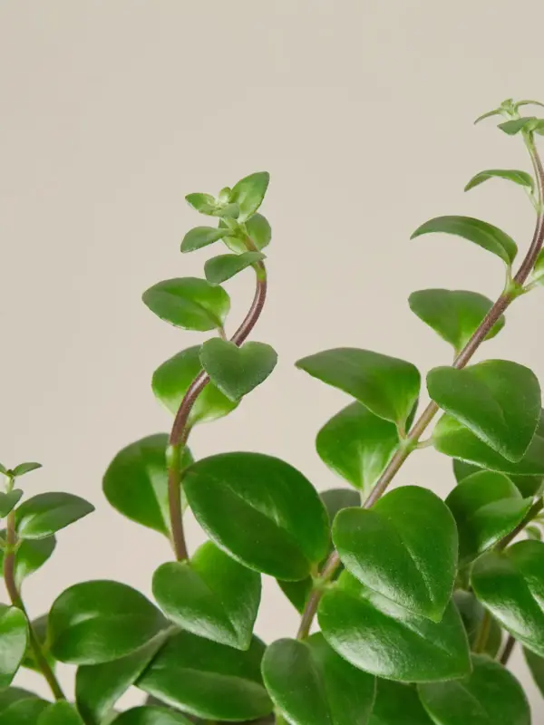Lipstick Plant Classic