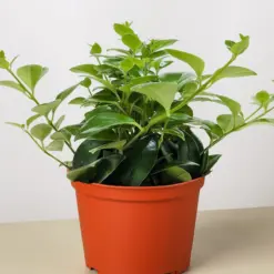 Lipstick Plant Classic — additional view