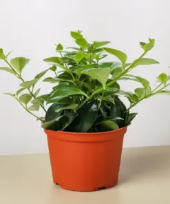 Lipstick Plant Classic — additional view