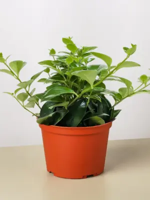 Lipstick Plant Classic — additional view