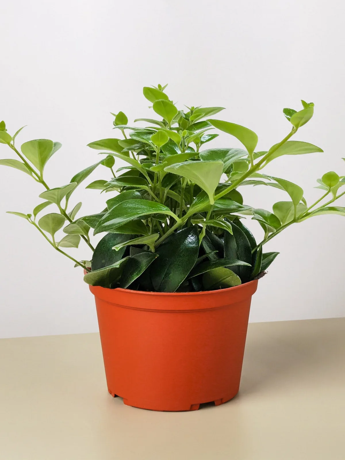Lipstick Plant Classic — additional view