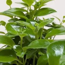 Lipstick Plant Classic — additional view