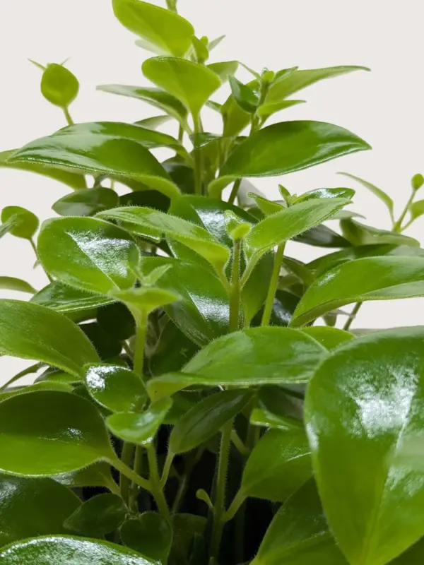 Lipstick Plant Classic — additional view