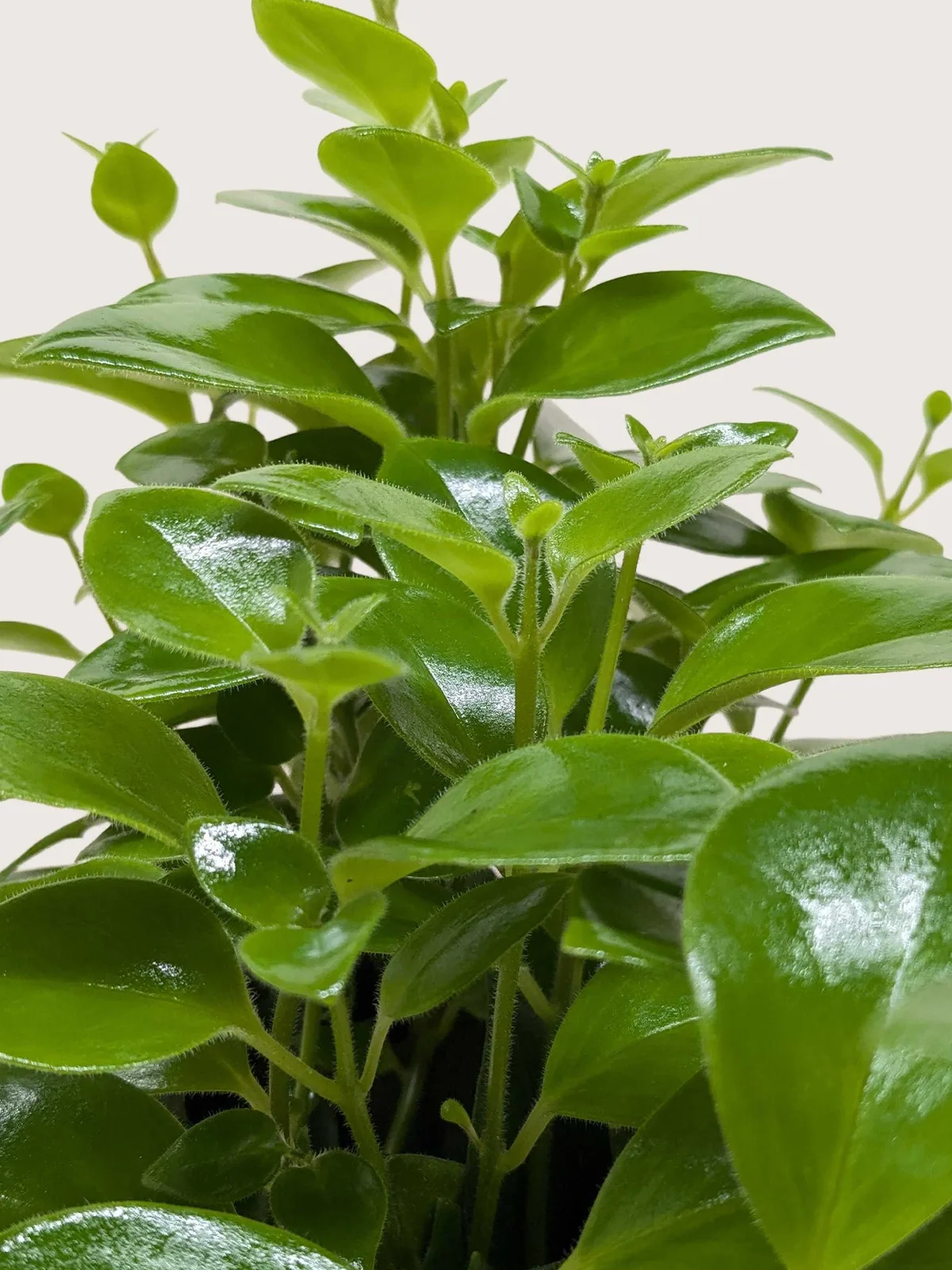 Lipstick Plant Classic — additional view