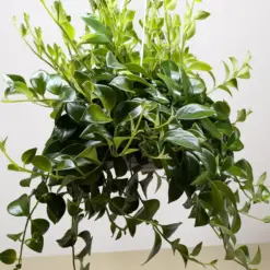Lipstick Plant Classic — additional view