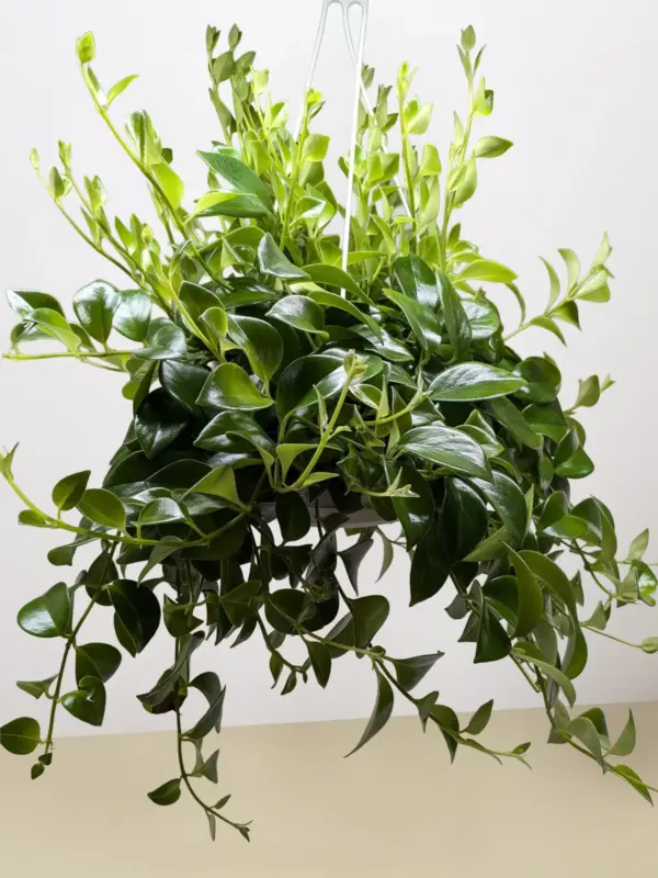 Lipstick Plant Classic — additional view