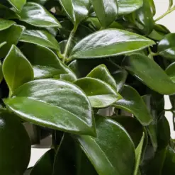 Lipstick Plant Classic — additional view