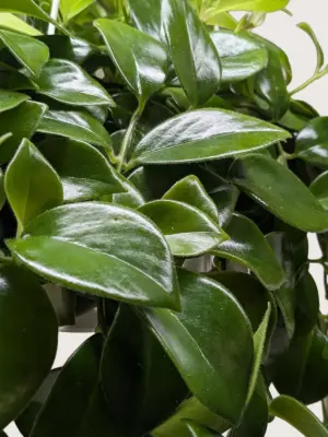 Lipstick Plant Classic — additional view