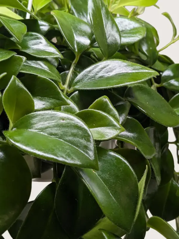 Lipstick Plant Classic — additional view