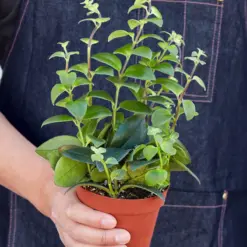 Lipstick Plant Classic — held in hand for size reference