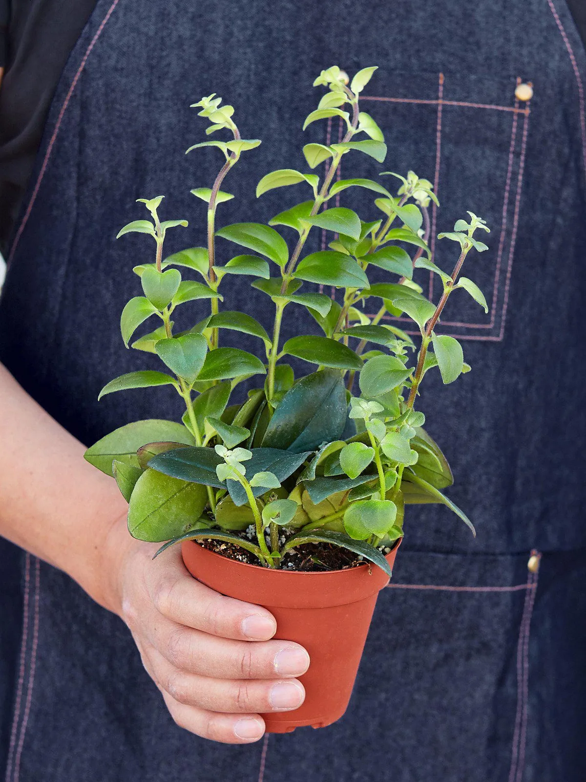Lipstick Plant Classic — held in hand for size reference