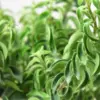 Curly Lipstick Plant