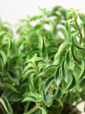 Curly Lipstick Plant
