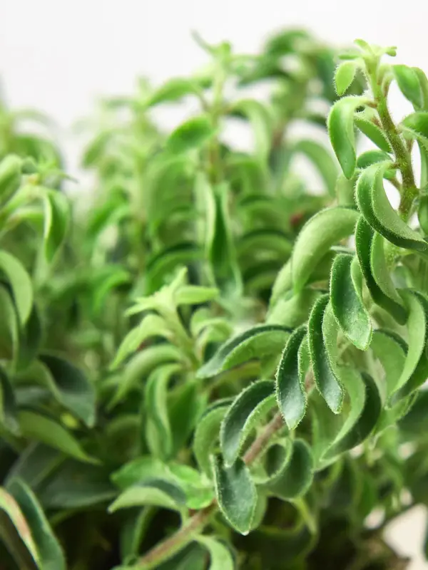 Curly Lipstick Plant