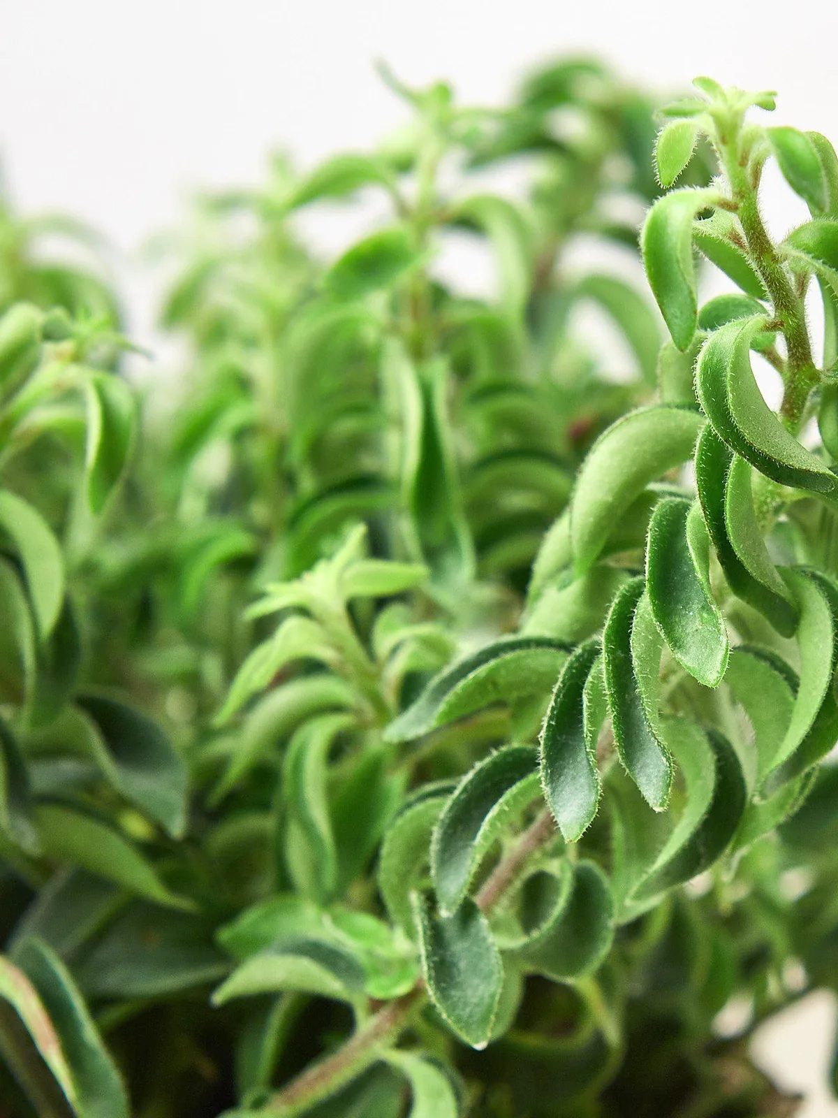 Curly Lipstick Plant