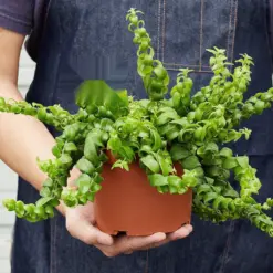 Curly Lipstick Plant — held in hand for size reference