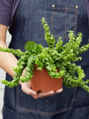 Curly Lipstick Plant — held in hand for size reference