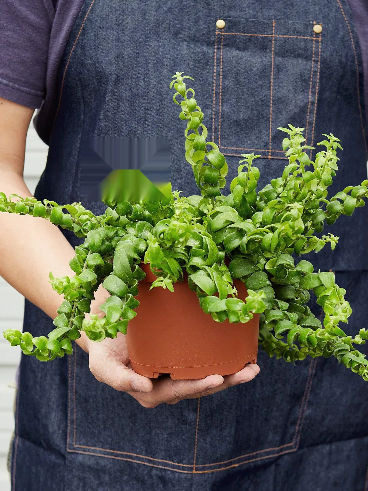 Curly Lipstick Plant — held in hand for size reference
