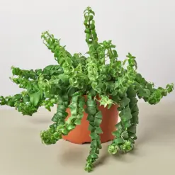 Curly Lipstick Plant — additional view