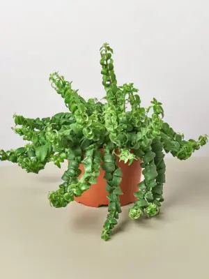 Curly Lipstick Plant — additional view