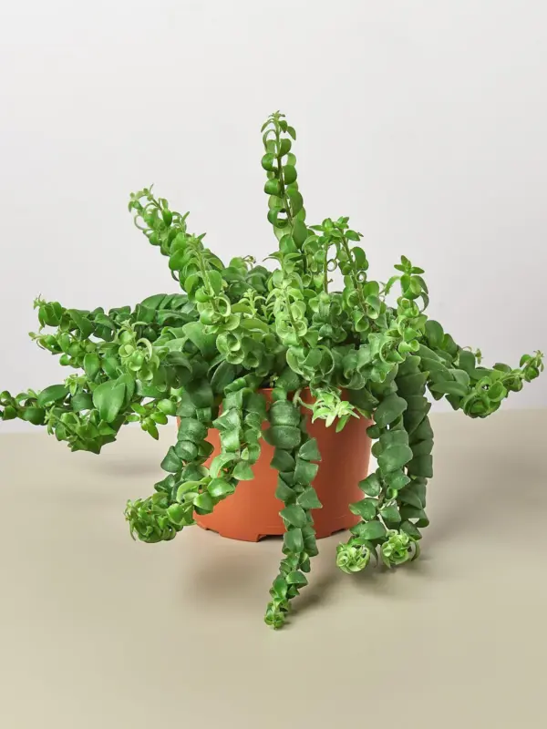 Curly Lipstick Plant — additional view