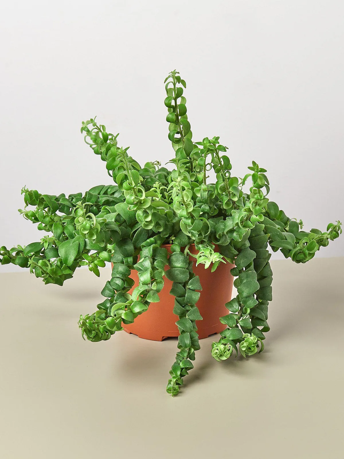 Curly Lipstick Plant — additional view