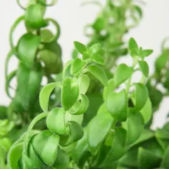 Curly Lipstick Plant — leaf detail close-up