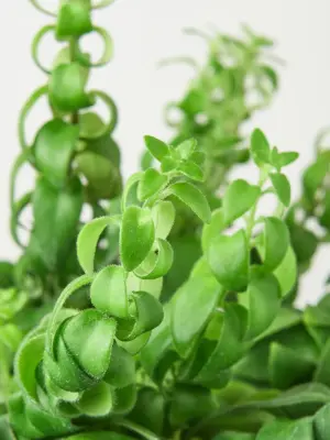 Curly Lipstick Plant — leaf detail close-up
