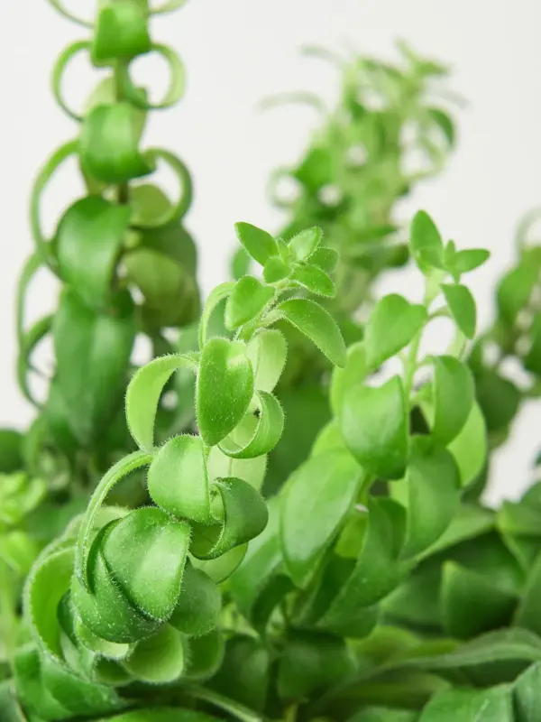 Curly Lipstick Plant — leaf detail close-up