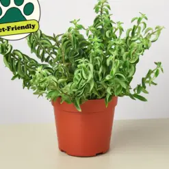 Curly Lipstick Plant — additional view