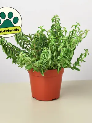 Curly Lipstick Plant — additional view
