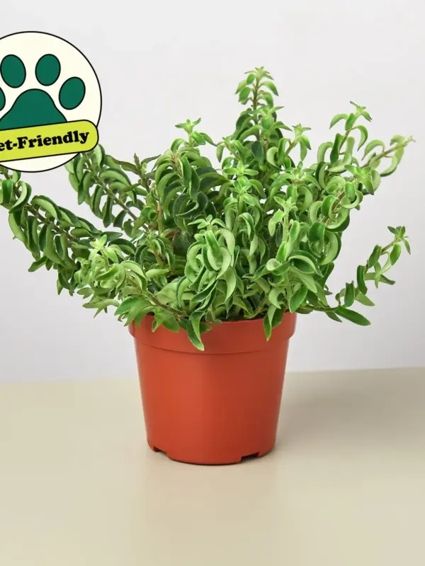 Curly Lipstick Plant — additional view