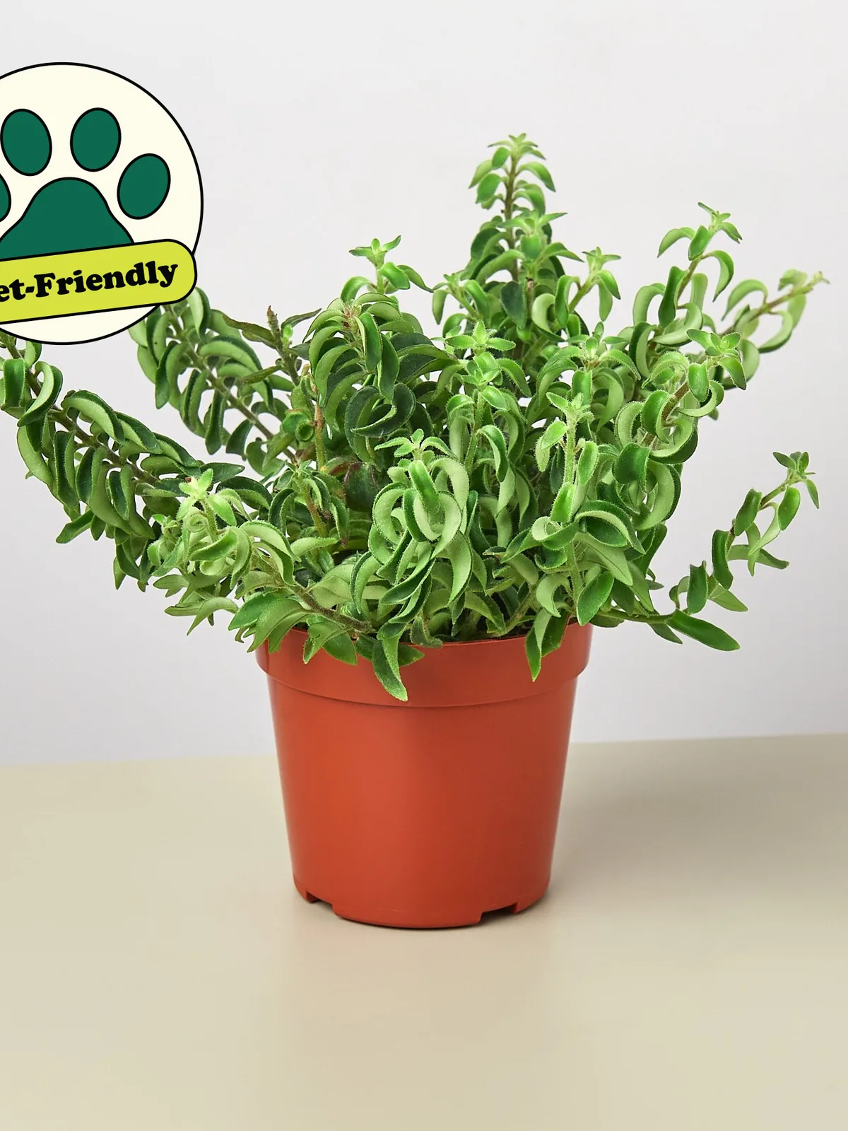 Curly Lipstick Plant — additional view