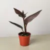 Ludisia Discolor houseplant
