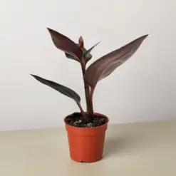 Ludisia Discolor houseplant