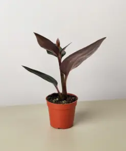 Ludisia Discolor houseplant