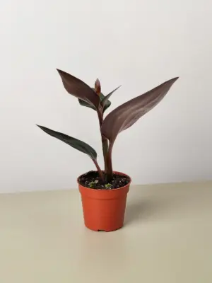 Ludisia Discolor houseplant