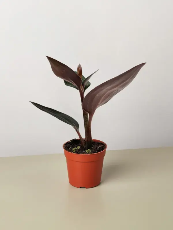 Ludisia Discolor houseplant