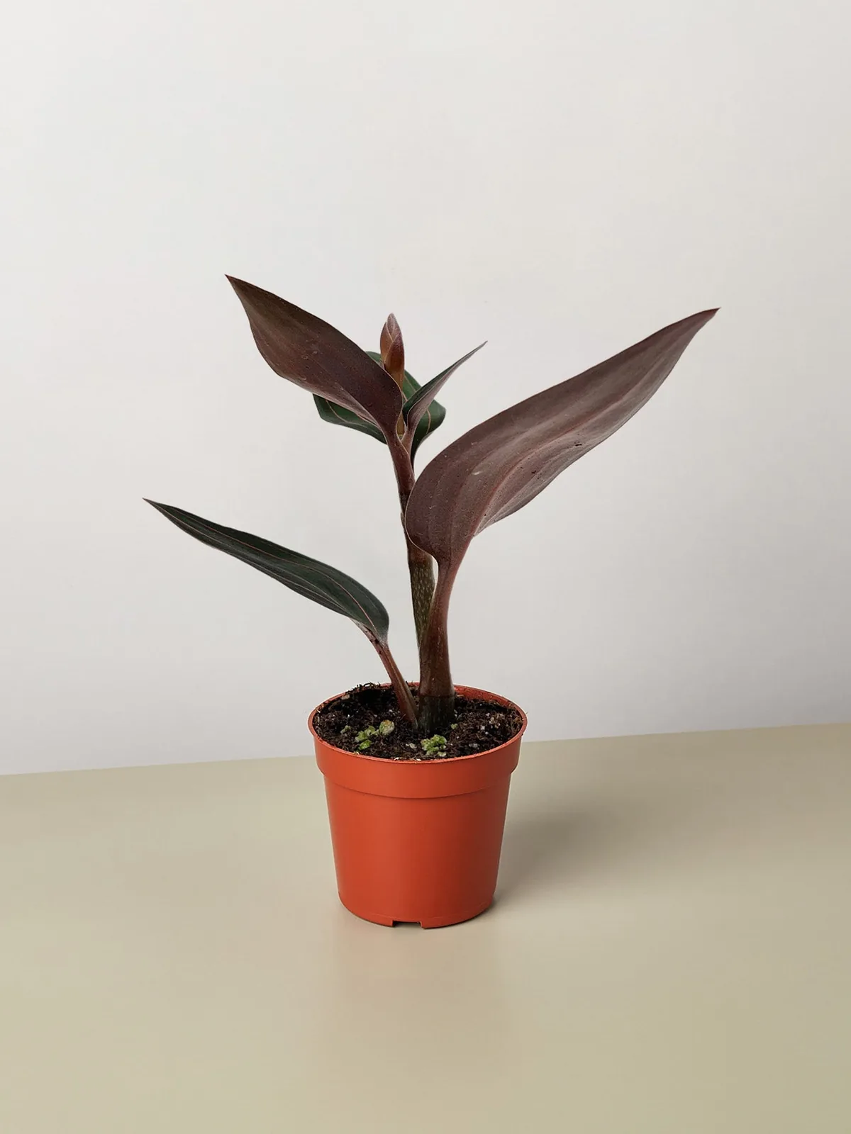 Ludisia Discolor houseplant