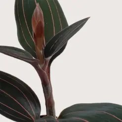 Ludisia Discolor — additional view