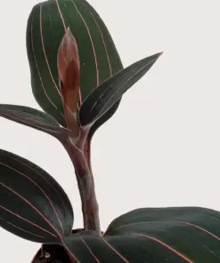 Ludisia Discolor — additional view