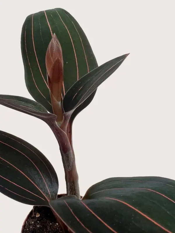 Ludisia Discolor — additional view