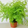 Maidenhair Fern houseplant
