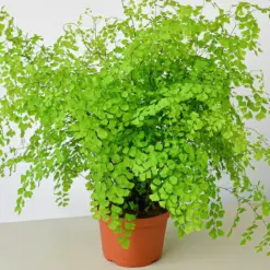 Maidenhair Fern houseplant