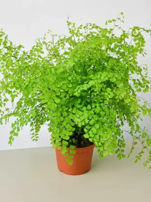 Maidenhair Fern houseplant