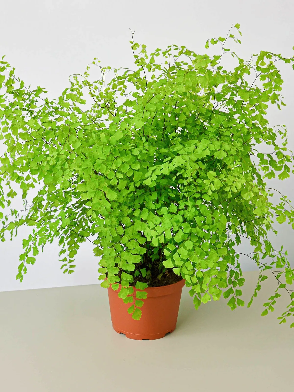 Maidenhair Fern houseplant