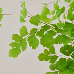 Maidenhair Fern — leaf detail close-up