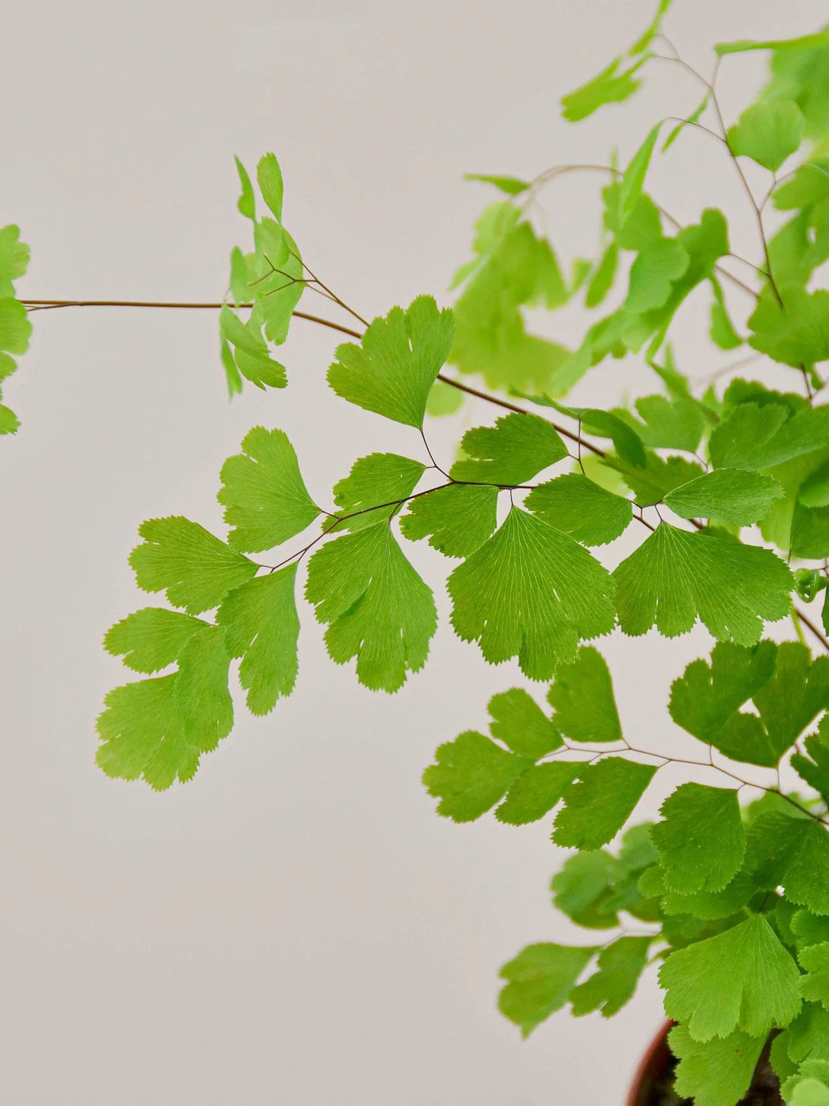 Maidenhair Fern — leaf detail close-up